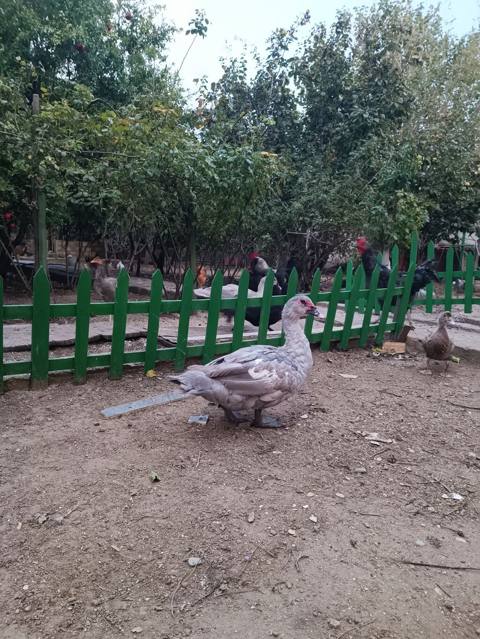 Erkək, Lal ördək, Ətlik, Ödənişli çatdırılma — Novxanı
