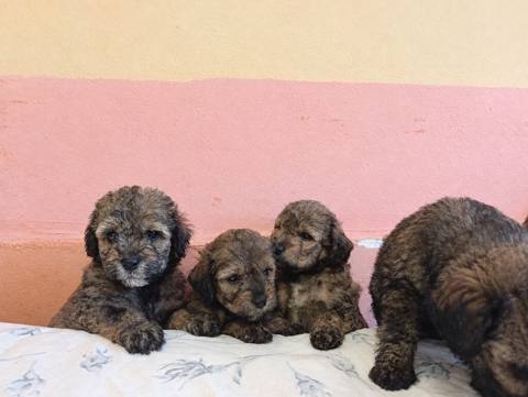 2 ay, Dişi, Ödənişli çatdırılma — 150 ₼ · Xırdalan · Köpəklər 2 ay, Dişi, Ödənişli çatdırılma — Xırdalan