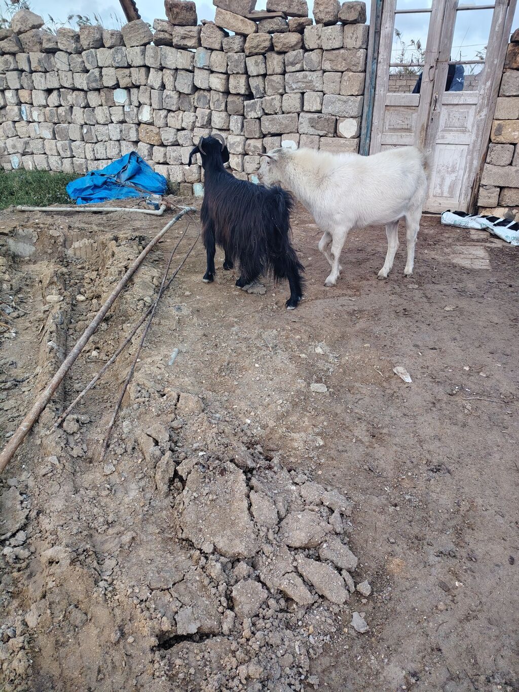 Erkək, il: 2, Damazlıq, Pulsuz çatdırılma — Kənd təsərrüfatı heyvanları, Digah (2)