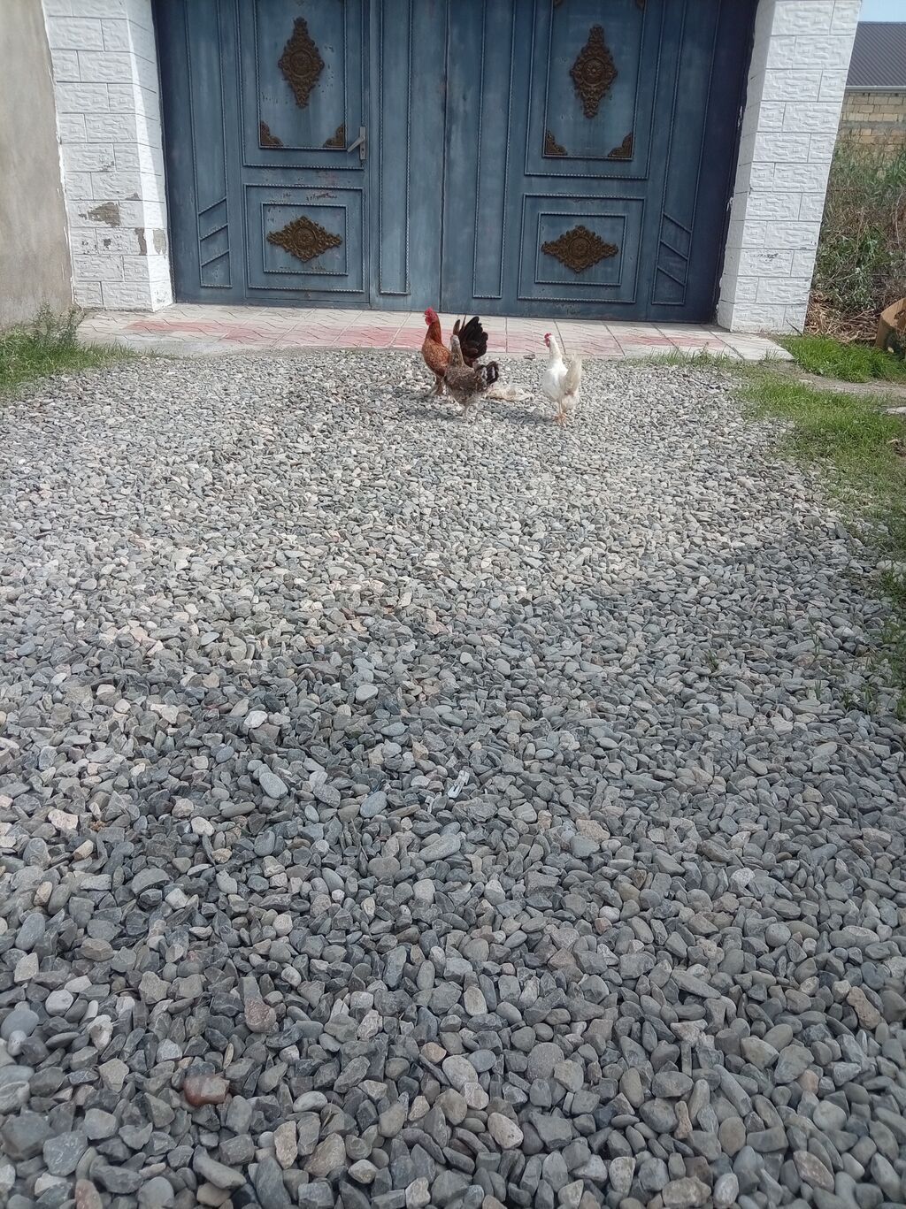 Toyuq, Damazlıq — Toyuq və xoruz, Sumqayıt (2)