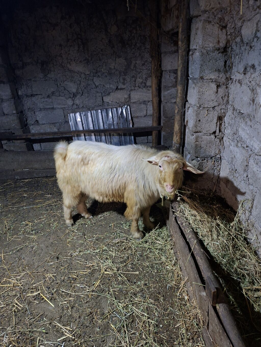 Erkək, il: 3, Damazlıq — Kənd təsərrüfatı heyvanları, Ağdaş (2)