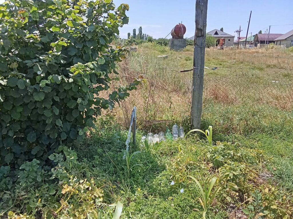 For sale: land, 8 sot — Torpaq, Xaçmaz (5)