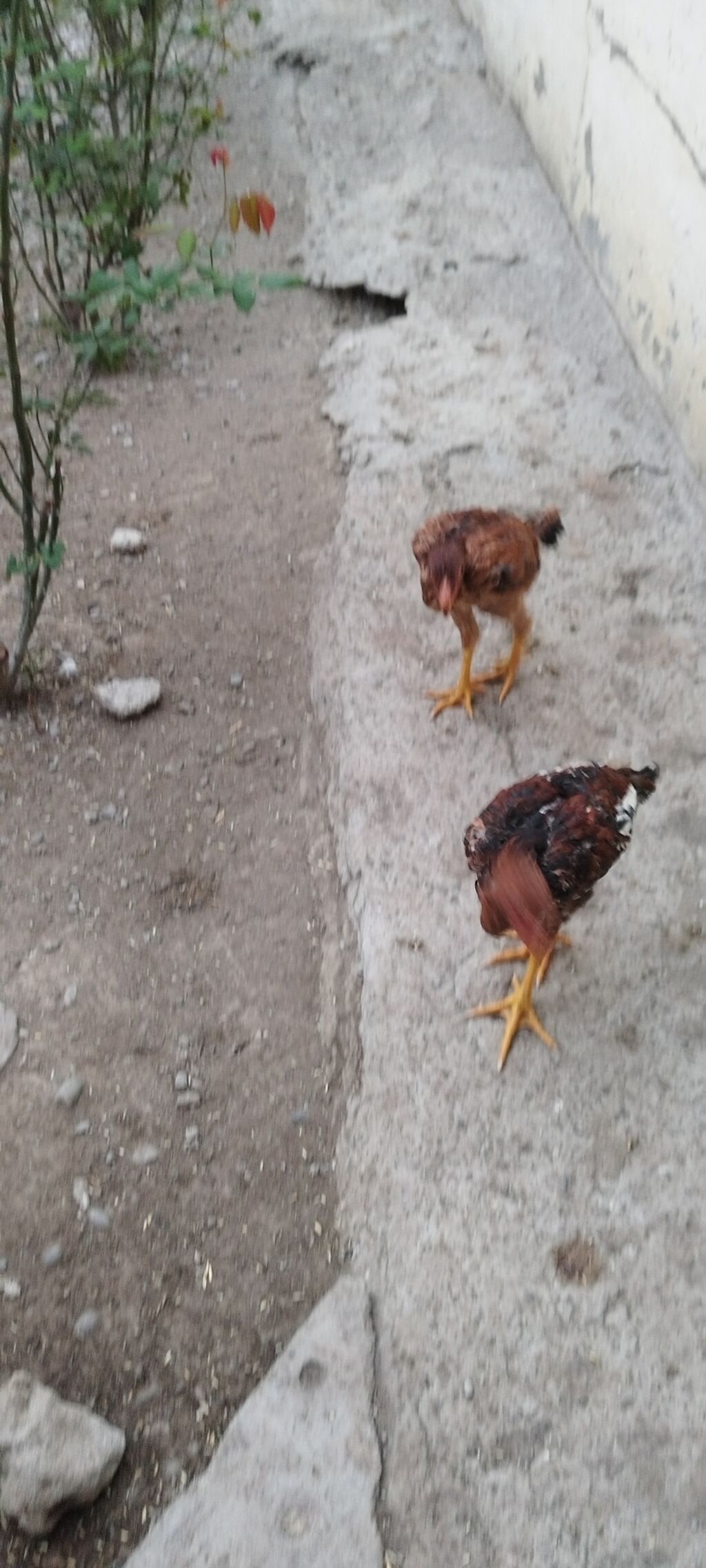 Toyuq cücələri, Ətlik — Toyuq və xoruz, Bakı (3)