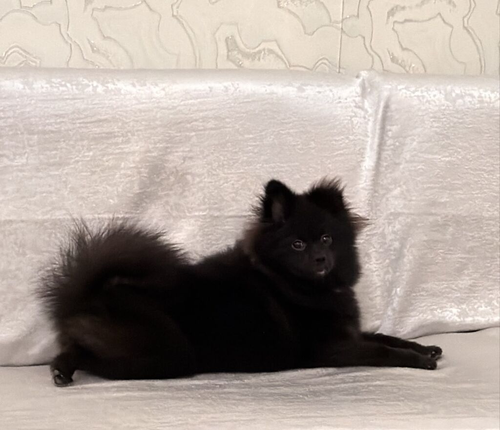 Şpitz, 7 ay, Dişi, Peyvəndli — Köpəklər, Masazır