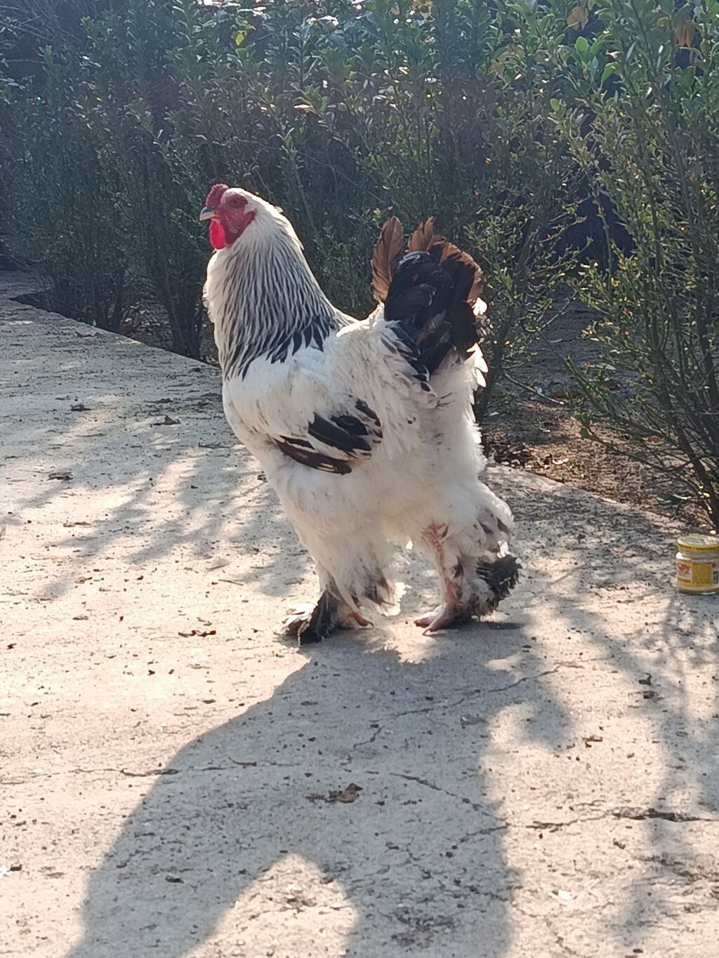Xoruz, Brama, il: 2, Ödənişli çatdırılma — Toyuq və xoruz, Beyləqan (6)