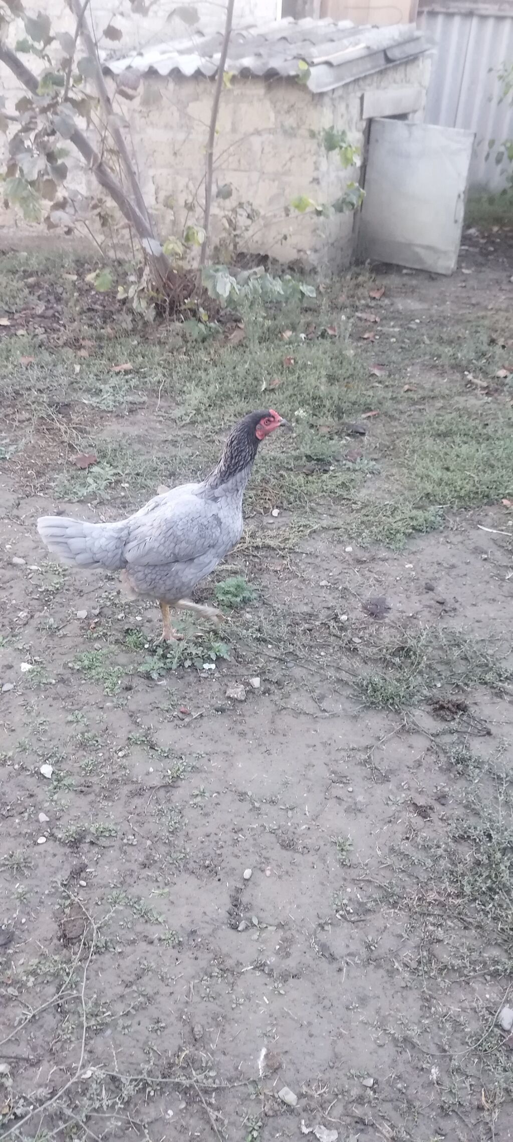 Damazlıq — Toyuq və xoruz, Bakı (8)
