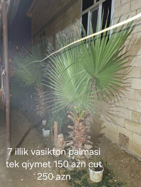 7 illik Vashington (Washingtonia) palmaları - Növ: Yelpik yarpaqlı — 250 ₼ · Ширван · Ağaclar və fidan 7 illik Vashington (Washingtonia) palmaları - Növ: Yelpik yarpaqlı — Ширван