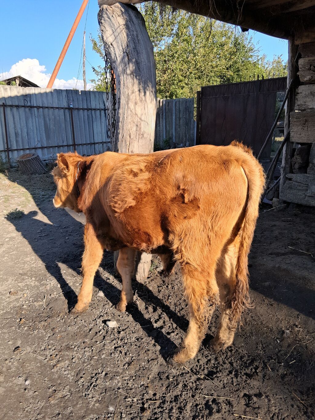 Satılır: inek 7 ay dana jonge watsap 0708357601 — Kənd təsərrüfatı heyvanları, Qax (10)