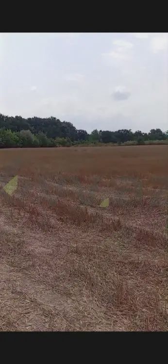 520 sot Torpaq Satılır, Şabran — Torpaq, Şabran (2)