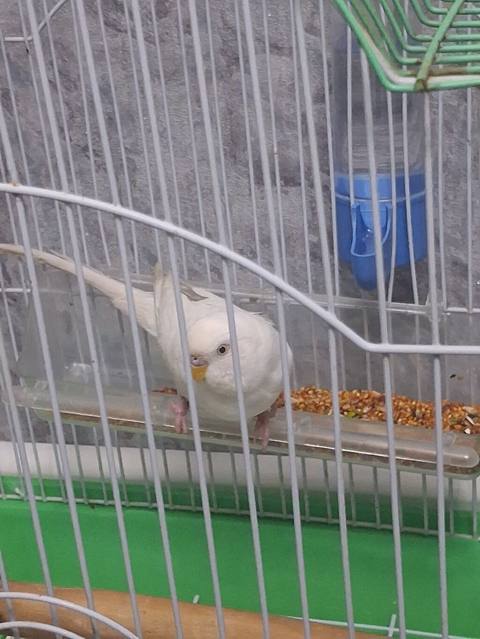 Valnisti maya cavan sağlam diri quşdu tək qalıb deye satılır real — 20 ₼ · Bakı · Digərləri Valnisti maya cavan sağlam diri quşdu tək qalıb deye satılır real — Bakı