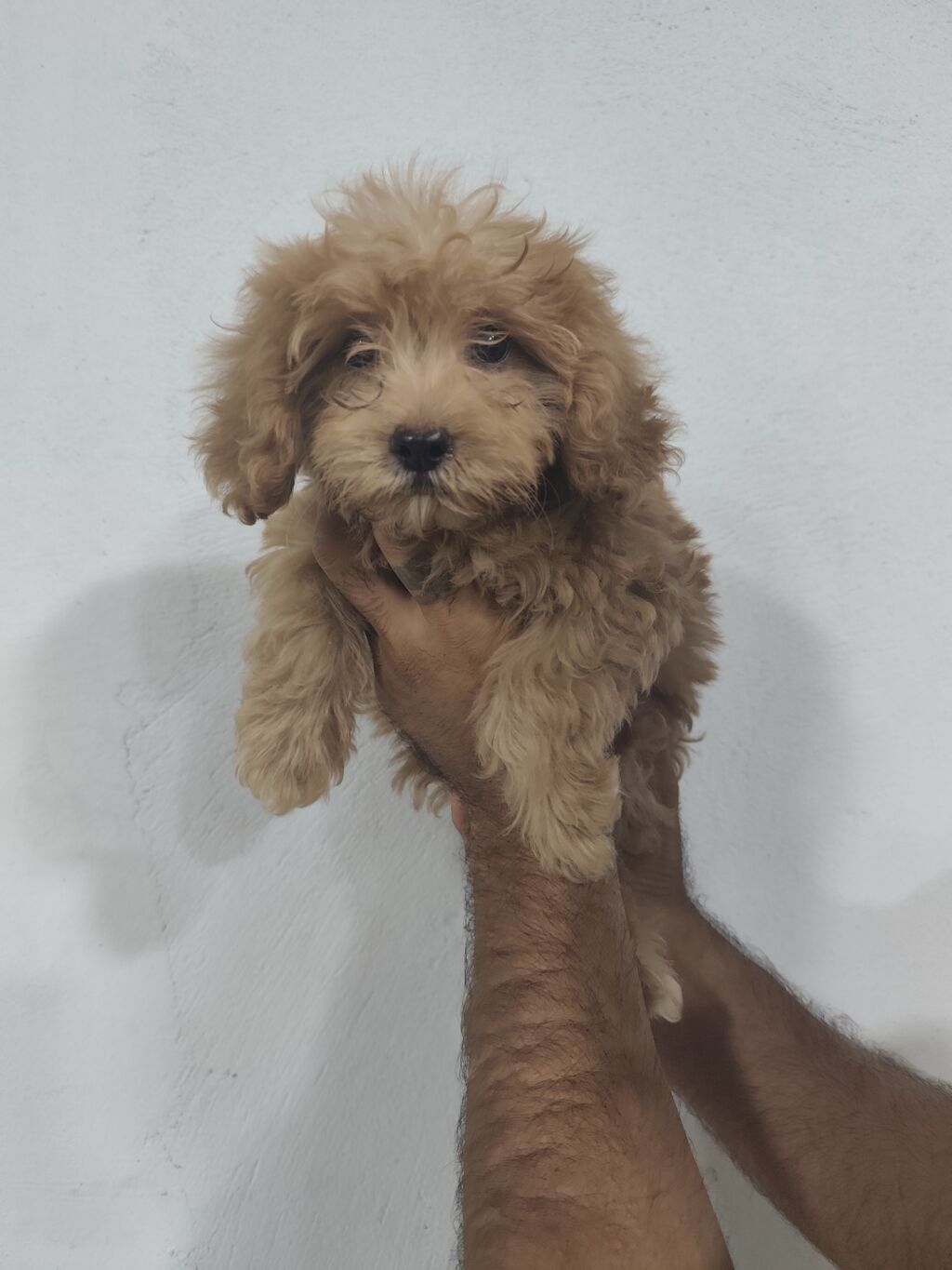 Pudel, 3 ay, Erkək — Köpəklər, Bakı (2)