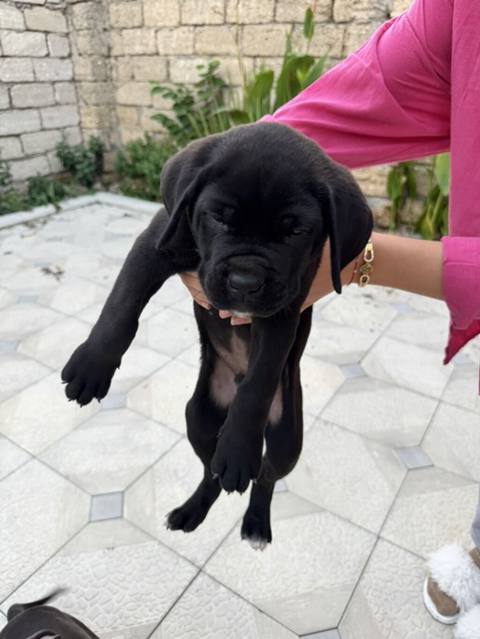 Kane-Korso, 1 ay, Erkək, Ünvandan götürmə — 400 ₼ · Digah · Köpəklər Kane-Korso, 1 ay, Erkək, Ünvandan götürmə — Digah