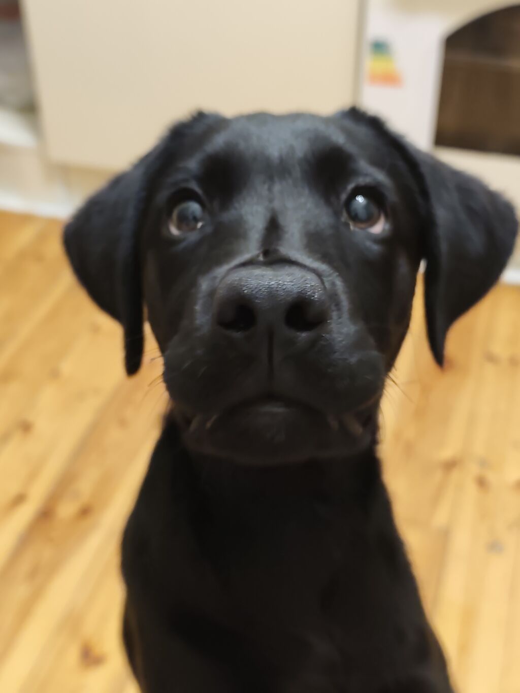 Labrador-retriver, 6 ay, Dişi, Sənədli, Ünvandan götürmə — Köpəklər, Bakı