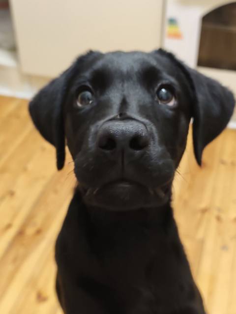 Labrador-retriver, 6 ay, Dişi, Sənədli, Ünvandan götürmə — 400 ₼ · Баку · Köpəklər Labrador-retriver, 6 ay, Dişi, Sənədli, Ünvandan götürmə — Баку