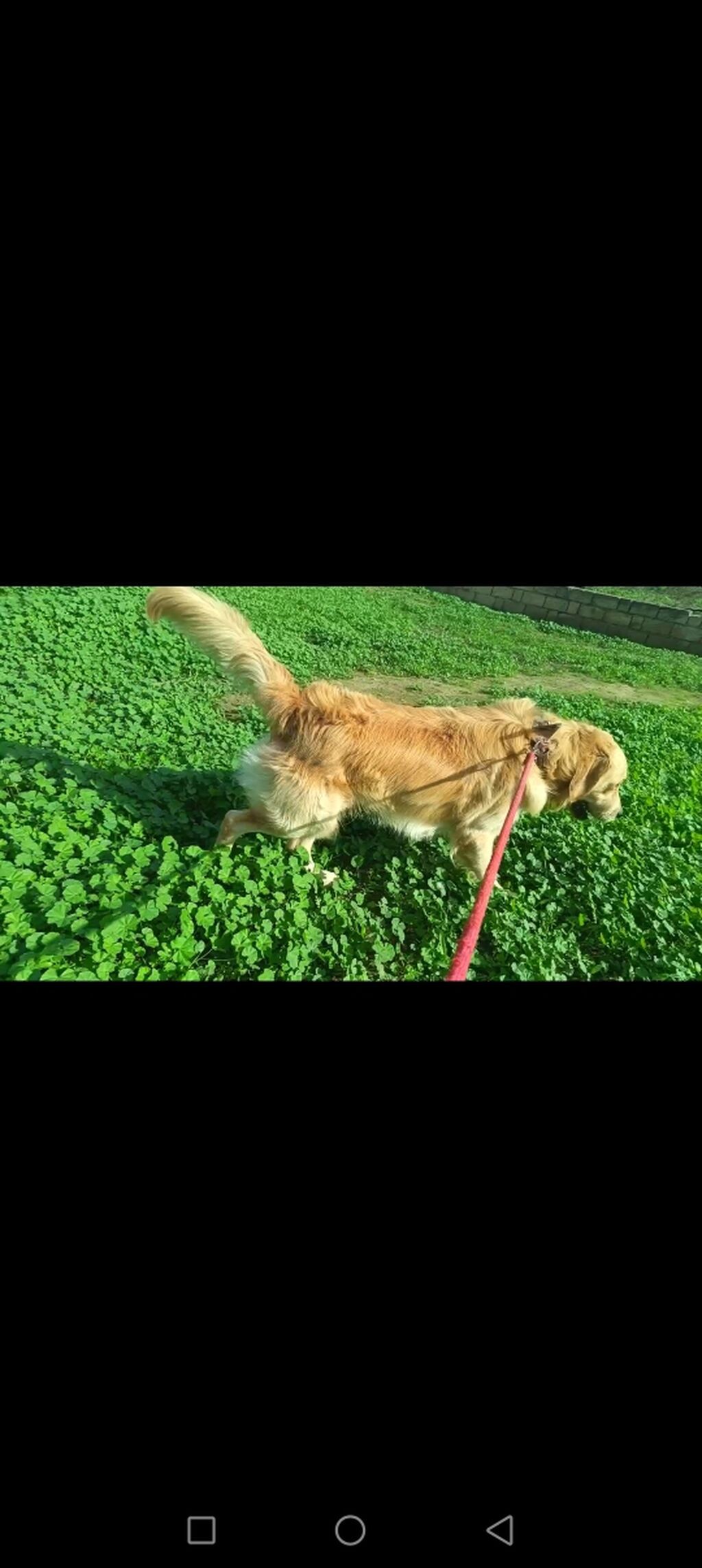 Retriever — Köpəklər, Bakı (2)