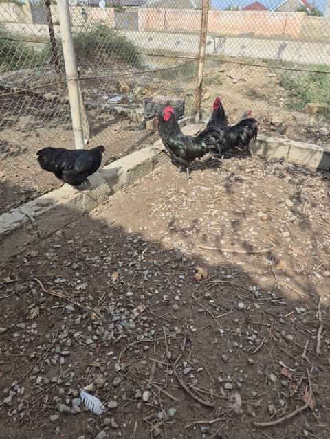 Toyuq, Australorp, Damazlıq, Ünvandan götürmə — 200 ₼ · Bakı · Toyuq və xoruz Toyuq, Australorp, Damazlıq, Ünvandan götürmə — Bakı
