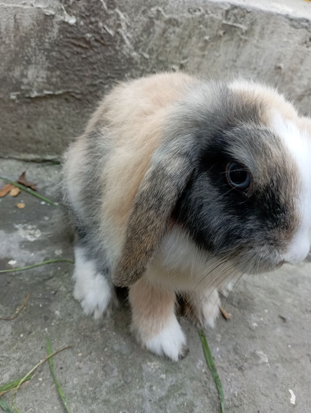 SON 1EDED Karlik bala dovsan — Dovşanlar, Bakı (6)