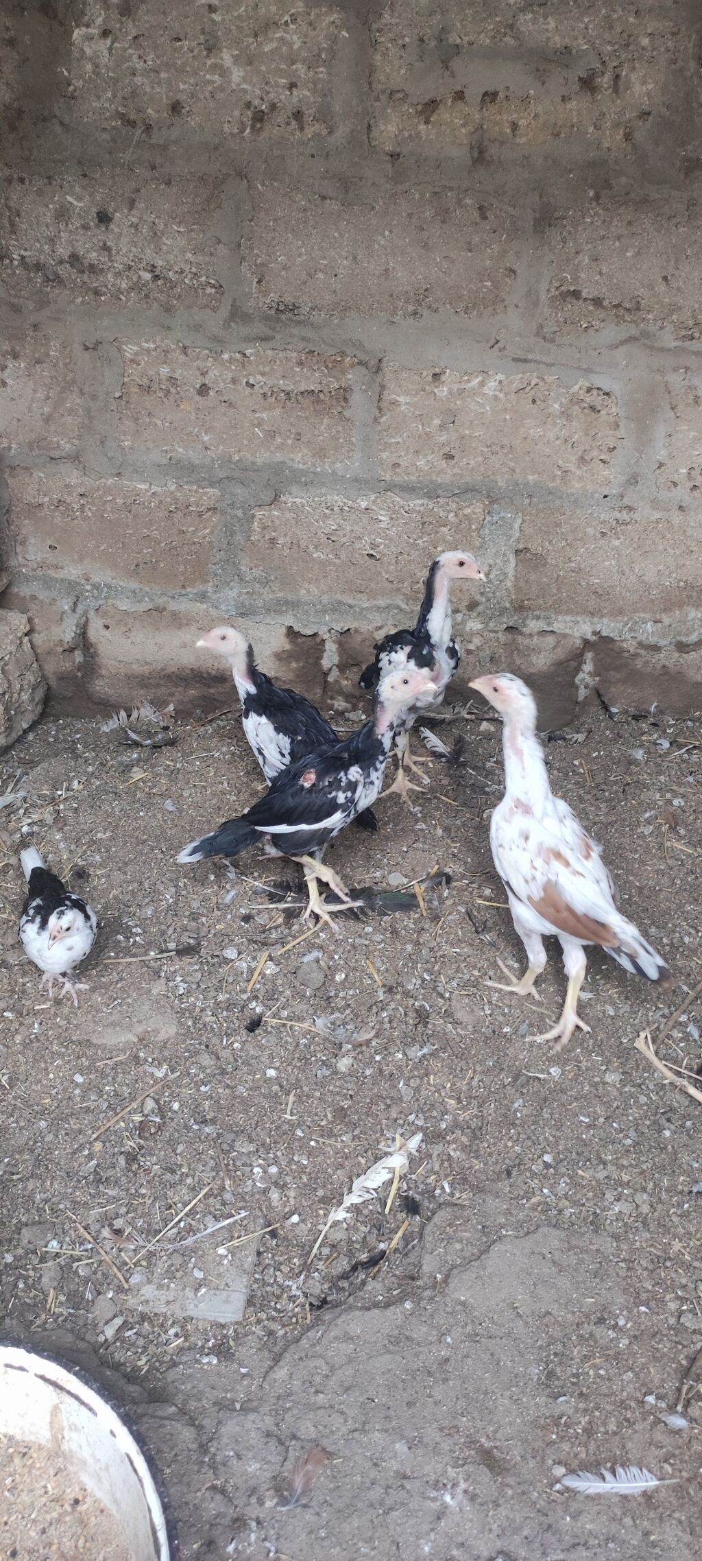 Toyuq cücələri, Ətlik — Toyuq və xoruz, Digah (3)