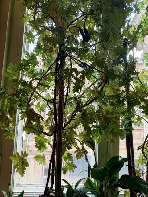 Satılır: otaq bitkiləri dəsti 1) Spathiphyllum (Sülh zanbağı) — Баку