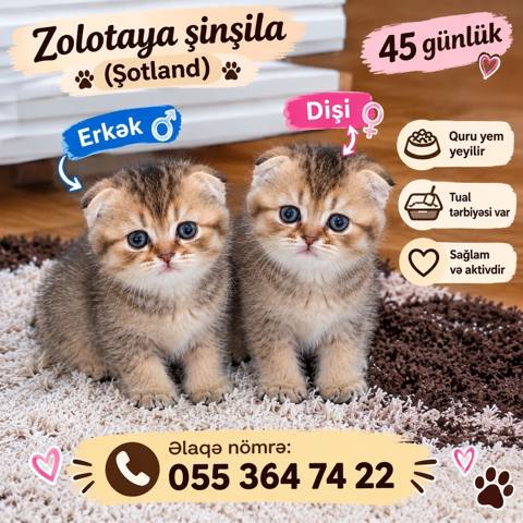 Zolotaya şinşila (Şotland) balaları - Yaş: 45 günlük - Cinslər: 1 — 300 ₼ · Baku · Pişiklər Zolotaya şinşila (Şotland) balaları - Yaş: 45 günlük - Cinslər: 1 — Baku