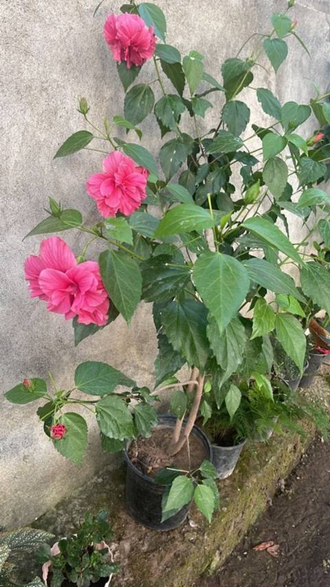 Məhsul: Qızılgül hibiskus (Hibiscus rosa-sinensis), qırmızı-çəhrayı — 15 ₼ · Баку · Qapı bitkələri Məhsul: Qızılgül hibiskus (Hibiscus rosa-sinensis), qırmızı-çəhrayı — Баку