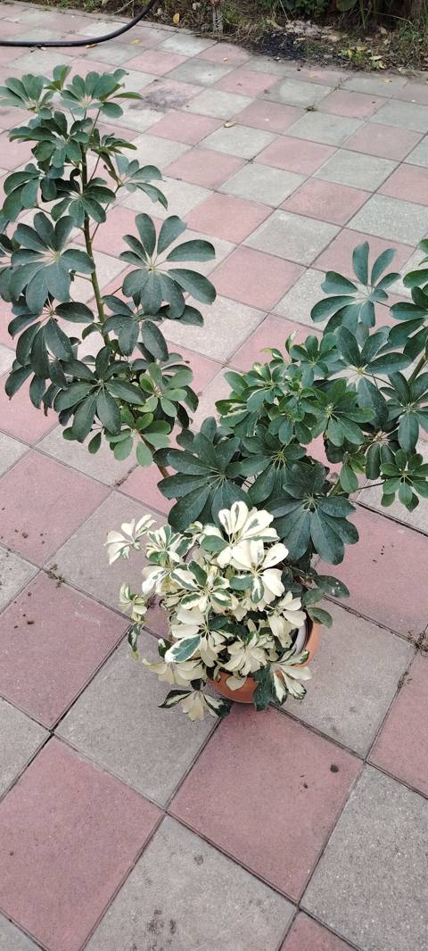 Bitki: Schefflera (Umbrella plant) – yaşıl və alacalı (variegat) — Gül satışı — Дача жана бакча