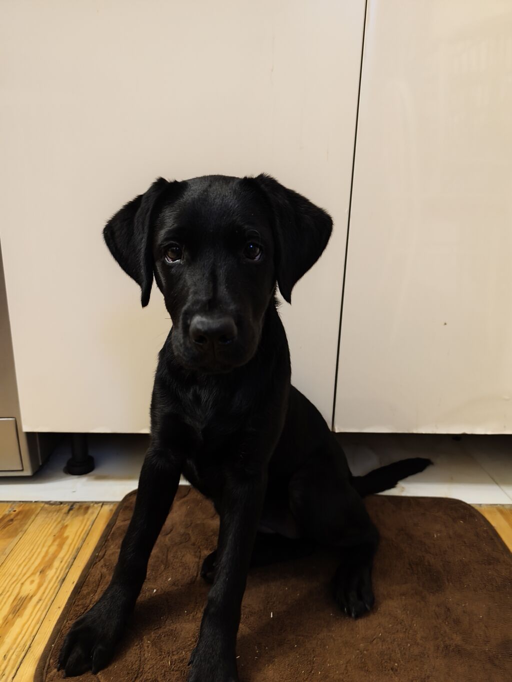 Labrador-retriver, 6 ay, Dişi, Sənədli, Ünvandan götürmə — Köpəklər, Bakı (6)