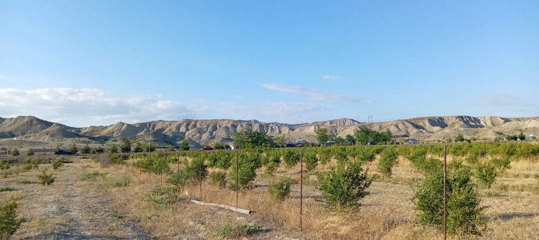 For sale: land, 200 sot — Torpaq, Göyçay (12)