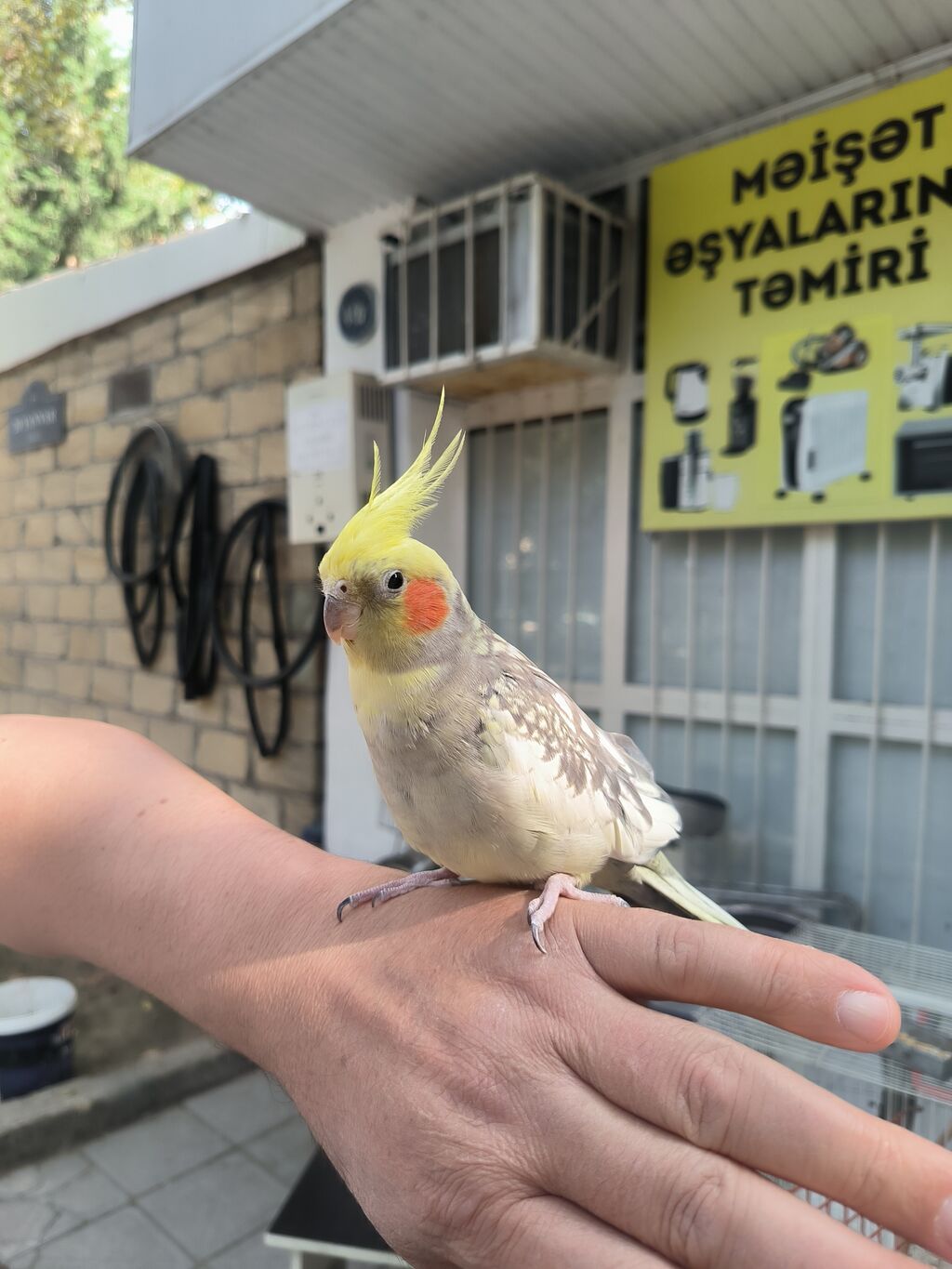 (Corella) papağanı və qəfəs dəsti - Növ: Corella daraqlı başlı — Digərləri, Mingəçevir (3)
