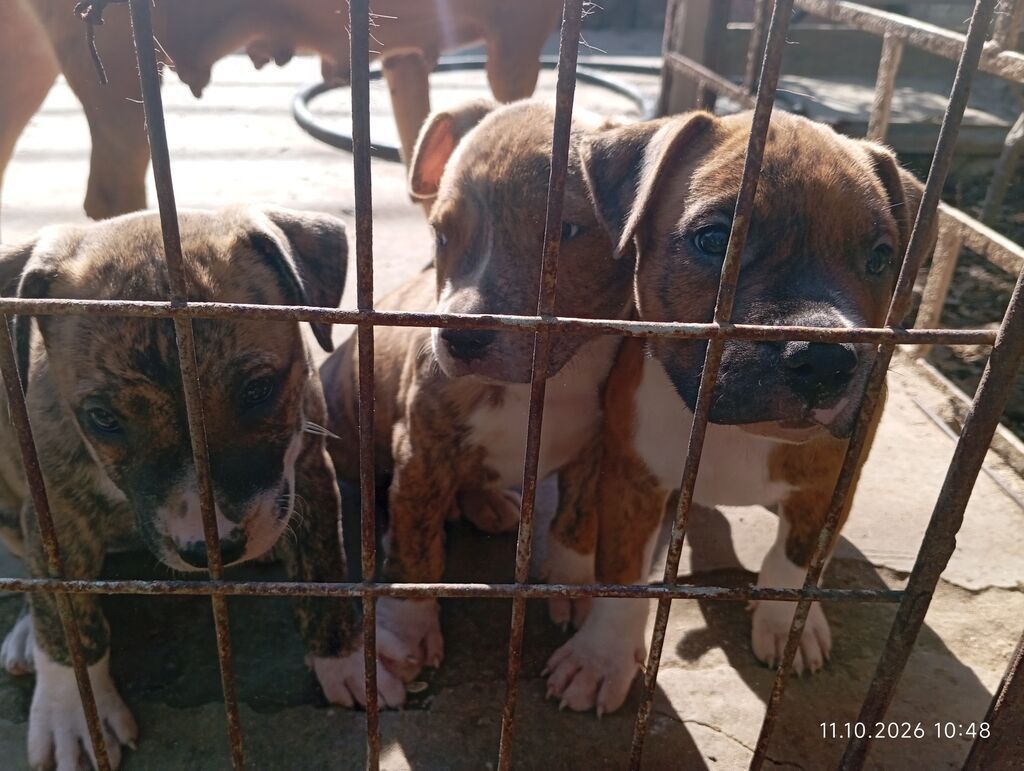 Pitbul — Köpəklər, Bakı (8)