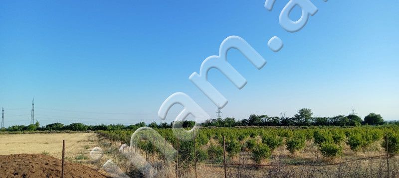 200 sot Torpaq, Satış, Göyçay — Torpaq, Göyçay (5)