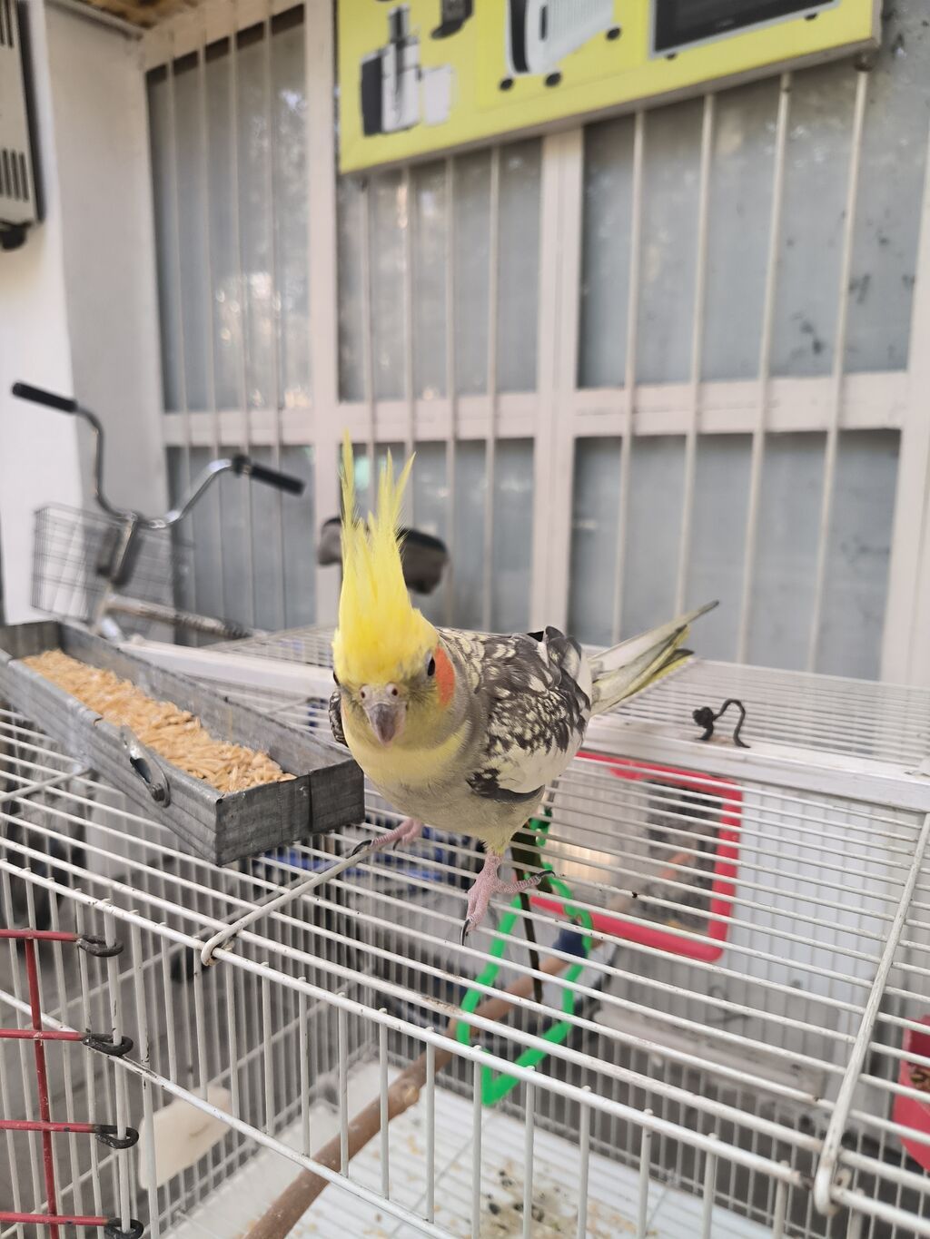 (Corella) papağanı və qəfəs dəsti - Növ: Corella daraqlı başlı — Digərləri, Mingəçevir (2)