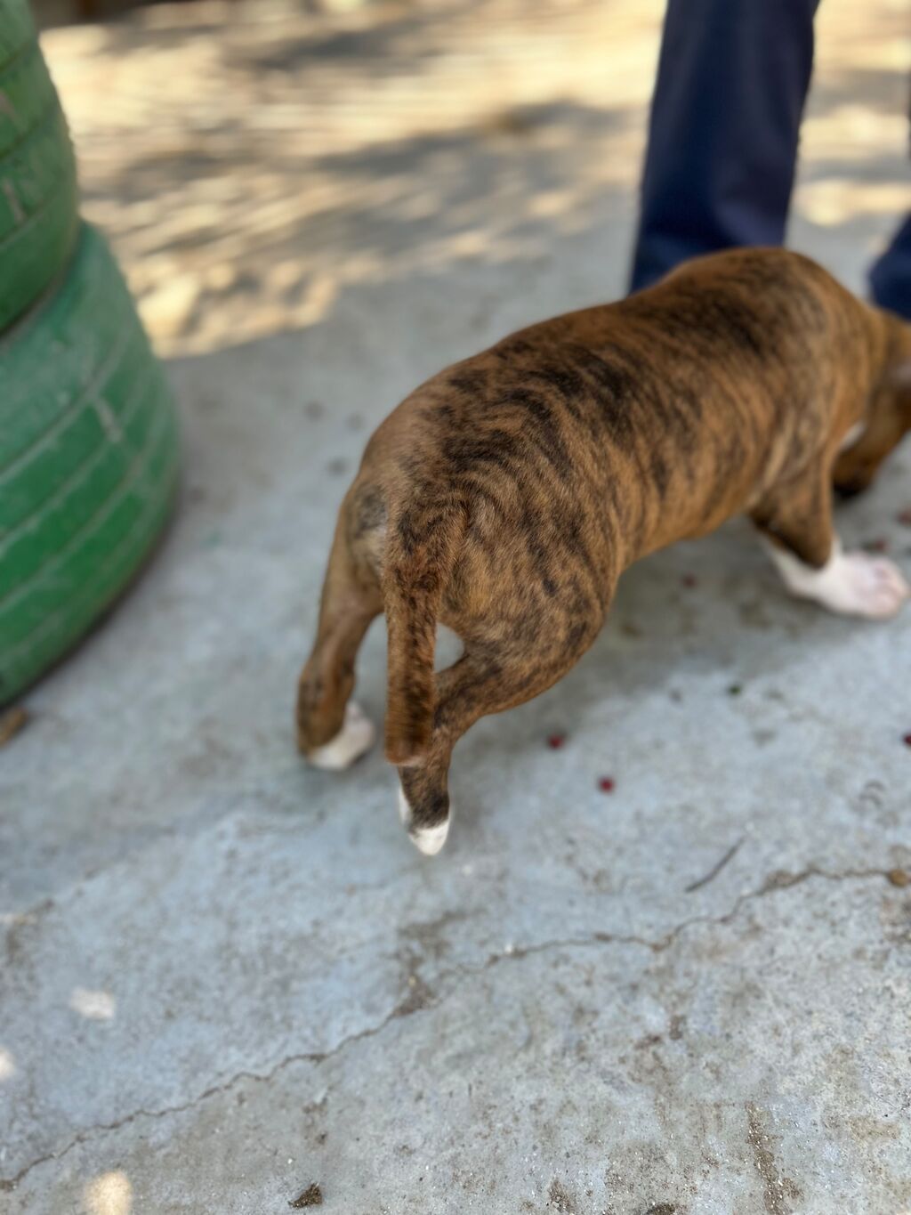 Pitbul — Köpəklər, Bakı (7)