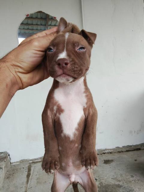 Pitbul, 2 ay, Erkək, Peyvəndli — Digah