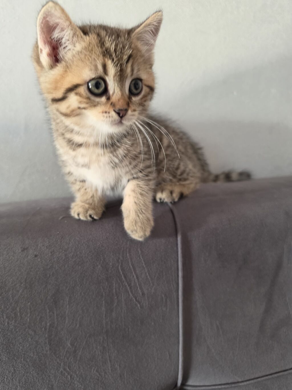 Tabbi — Pişiklər, Bakı (4)