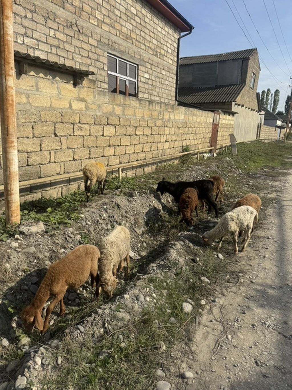 8 baş heyvandı 2 si dişi 6 erkey — Kənd təsərrüfatı heyvanları, Xaçmaz