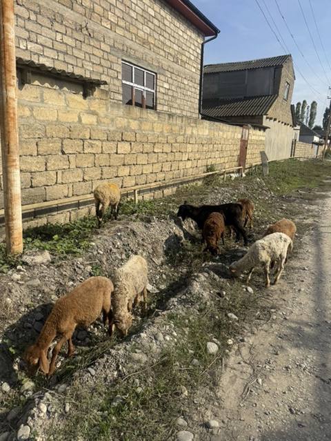 8 baş heyvandı 2 si dişi 6 erkey — Хачмаз