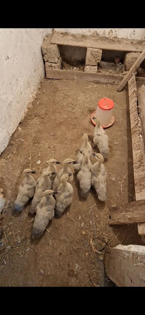 1 ay yarimliq lavanda balalari satilir qiymet 20 man sondur kim — 20 ₼ · Digah · Digərləri 1 ay yarimliq lavanda balalari satilir qiymet 20 man sondur kim — Digah