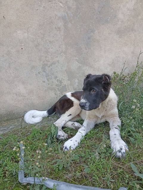 Qurdbasar, 5 ay, Erkək, Peyvəndli, Ödənişli çatdırılma — Mehdiabad