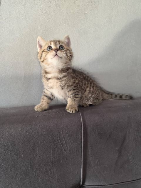 Tabbi — 150 ₼ · Баку · Pişiklər Tabbi — Баку