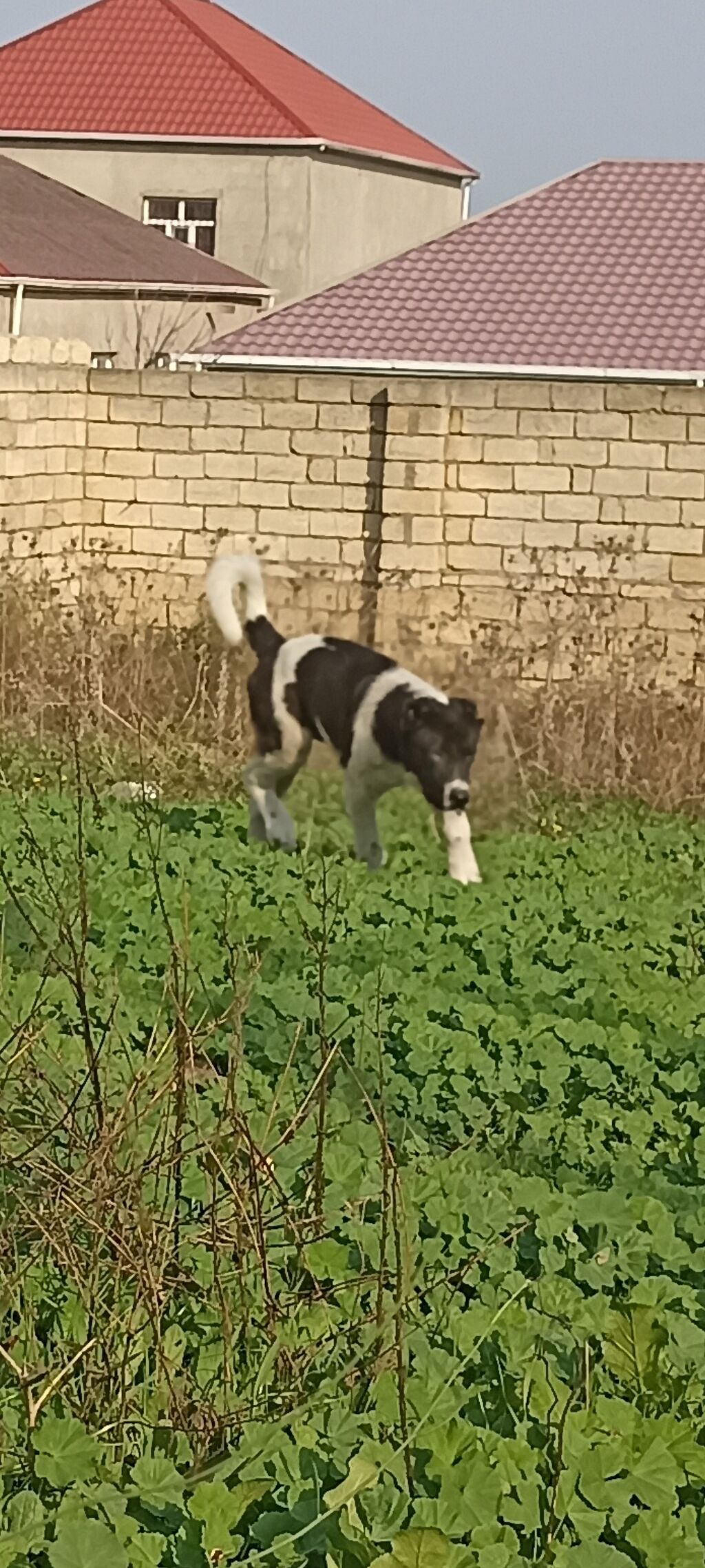 5 ay, Erkək — Köpəklər, Mehdiabad (2)