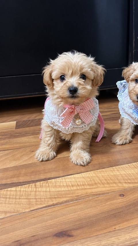 Maltipoo balası satılır Wp aktıvdı peyvendı vurulub Qurt dermanı — Baku