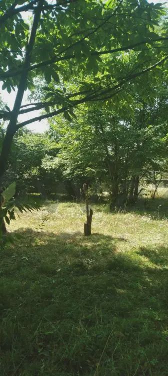 Torpaq satılır Qəbələ ş — Torpaq, Bakı (3)