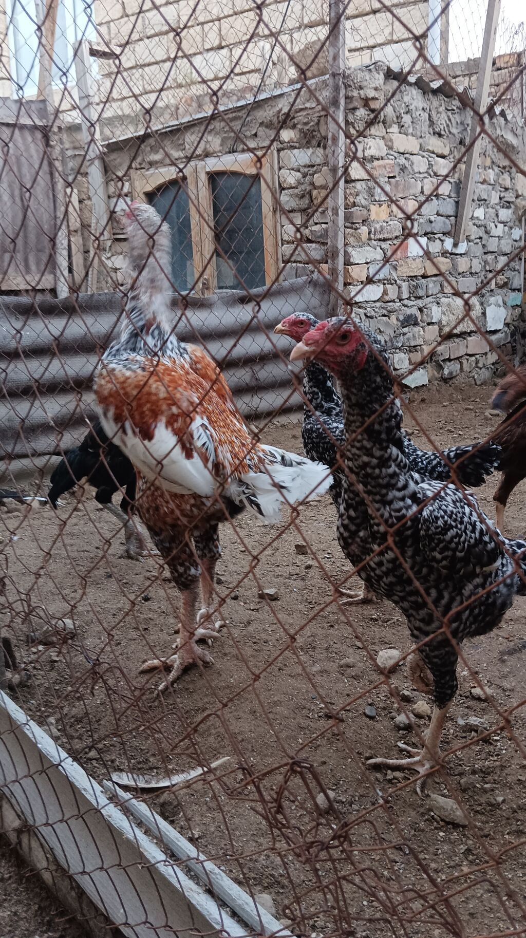Xoruz, Heyratı, il: 2, Ünvandan götürmə — Toyuq və xoruz, Saray (7)