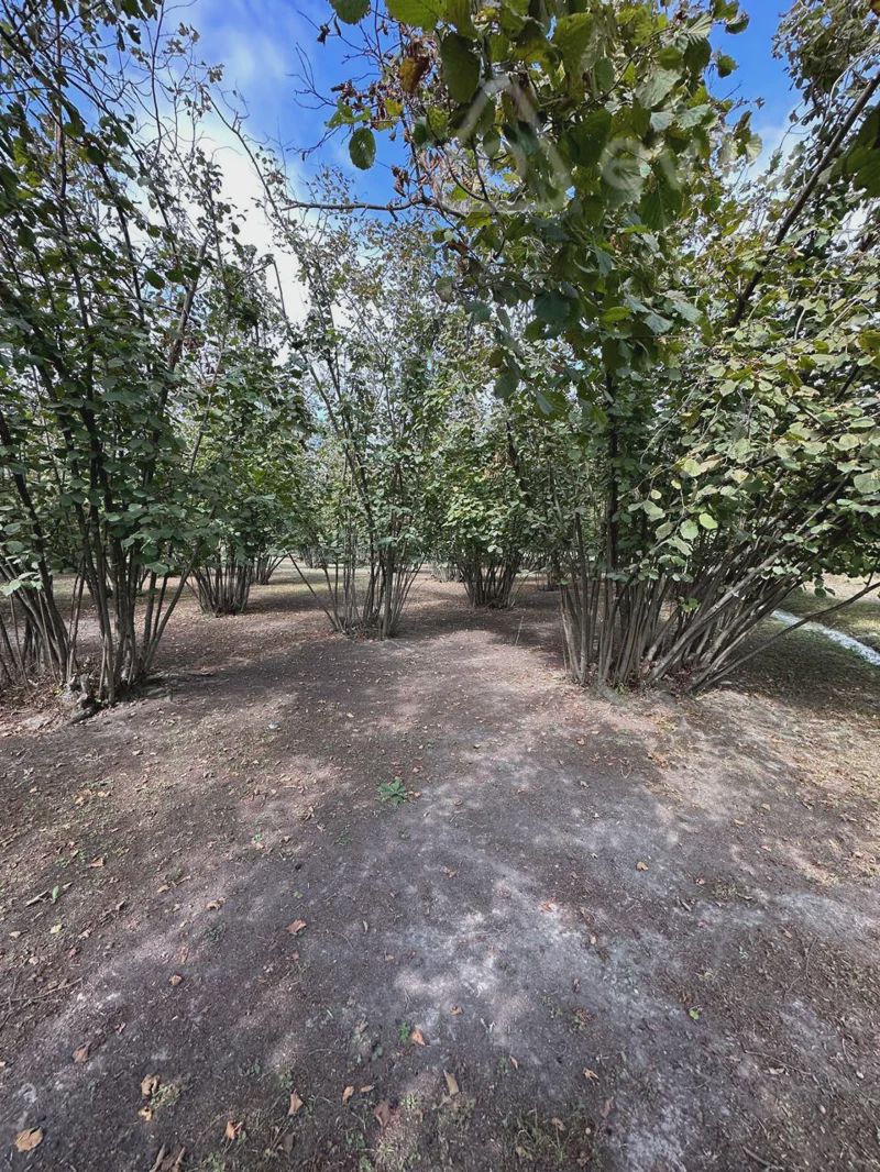 For sale: land, 60 sot — Torpaq, Qəbələ (8)