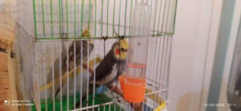 Nymph parakitləri (cockatiel) – cüt - Növ: Nymphicus hollandicus — 130 ₼ · Digah · Tutyun papağayı Nymph parakitləri (cockatiel) – cüt - Növ: Nymphicus hollandicus — Digah