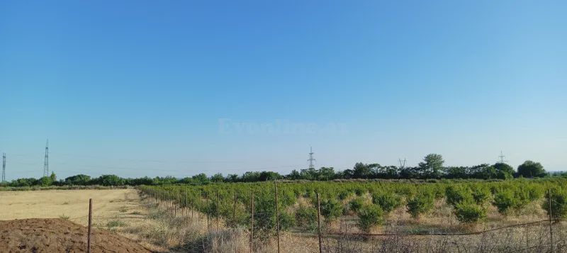 Torpaq satılır — Göyçay — Torpaq, Göyçay (4)