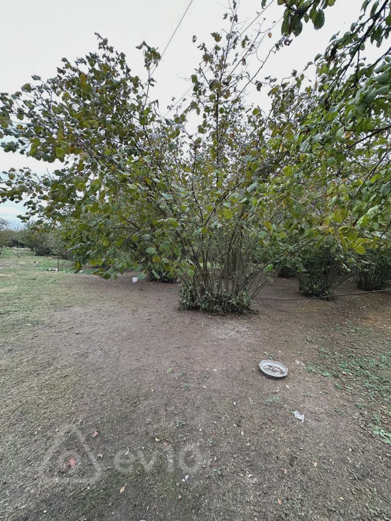 For sale: land, 60 sot — Torpaq, Qəbələ (5)