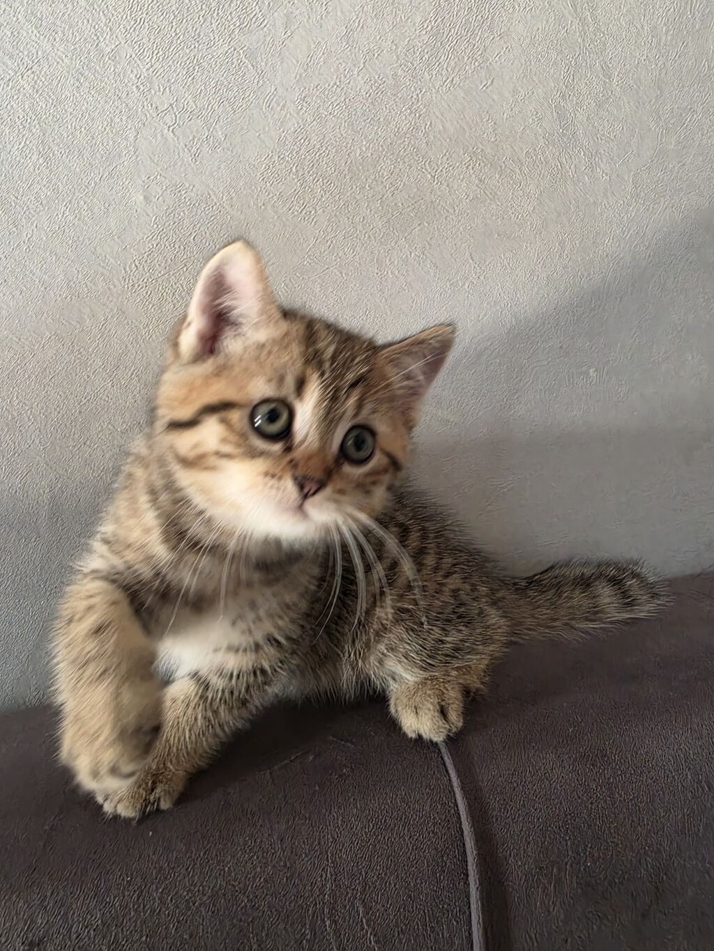 Tabbi — Pişiklər, Bakı (2)
