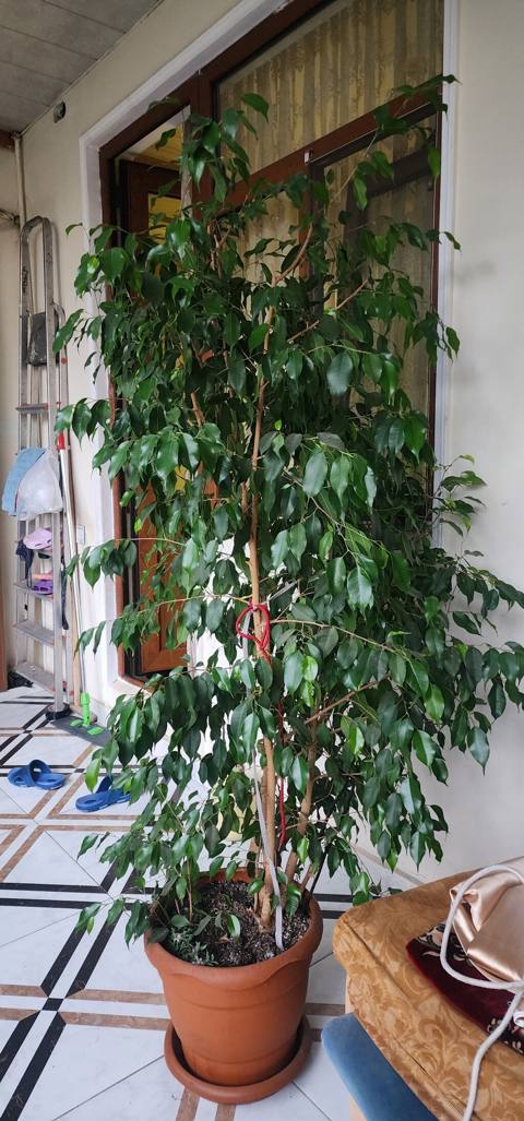 Böyük dekorativ otaq bitkisi – Ficus benjamina (ağlayan əncir) - Növ — 30 ₼ · Баку · Qapı bitkələri Böyük dekorativ otaq bitkisi – Ficus benjamina (ağlayan əncir) - Növ — Баку